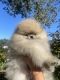 Pomeranian Puppies for sale in Brick Township, NJ, USA. price: $2,800