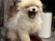 Pomeranian Puppies for sale in Denver, CO, USA. price: $5,100