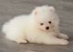 Pomeranian Puppies for sale in Riverside, CA, USA. price: $1,000