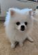 Pomeranian Puppies for sale in Fort Lauderdale, FL 33301, USA. price: $2,500