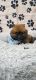 Pomeranian Puppies for sale in New Concord, OH 43762, USA. price: $895