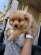 Pomeranian Puppies for sale in Paramount, CA, USA. price: $800