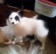 Pomeranian Puppies for sale in Fort White, FL 32038, USA. price: $1,000
