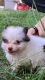 Pomeranian Puppies for sale in Fort White, FL 32038, USA. price: $2,000