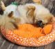 Pomeranian Puppies for sale in Kennesaw, GA, USA. price: $700