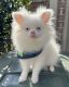 Pomeranian Puppies for sale in Collierville, TN, USA. price: $1,200