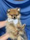 Pomeranian Puppies for sale in Atlanta, TX, USA. price: $1,300