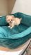 Pomeranian Puppies for sale in Fremont, CA, USA. price: $1,600