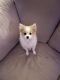 Pomeranian Puppies for sale in Highland Charter Twp, MI, USA. price: $400,000