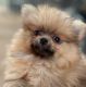 Pomeranian Puppies for sale in Temecula, CA, USA. price: $1,000