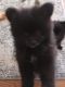 Pomeranian Puppies for sale in Columbus, OH, USA. price: $1,750