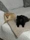 Pomeranian Puppies for sale in Aberdeen, MD, USA. price: $1,500