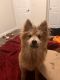Pomeranian Puppies for sale in Henderson, NV, USA. price: $550