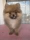 Pomeranian Puppies for sale in Marysville, WA, USA. price: $1,500
