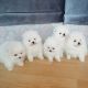 Pomeranian Puppies for sale in New York, NY, USA. price: $550