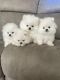 Pomeranian Puppies for sale in Oklahoma City, OK 73112, USA. price: $300