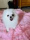 Pomeranian Puppies for sale in 1209 Darjeeling Dr, Pflugerville, TX 78660, USA. price: $1,300