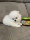 Pomeranian Puppies for sale in Brooklyn, NY 11217, USA. price: $300
