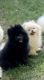 Pomeranian Puppies for sale in Tarzana, CA 91335, USA. price: $2,500