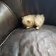Pomeranian Puppies for sale in Franklin, NC 28734, USA. price: $950
