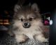 Pomeranian Puppies for sale in Caldwell, ID, USA. price: $1,000