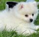 Pomeranian Puppies for sale in Lincoln Heights, CA 90031, USA. price: $500