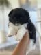 Pomeranian Puppies for sale in Galveston, TX, USA. price: $1,500