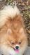 Pomeranian Puppies for sale in Lehigh Acres, FL, USA. price: $800