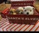 Pomeranian Puppies for sale in Seminary, MS 39479, USA. price: $1,000