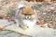 Pomeranian Puppies for sale in Niles, IL, USA. price: $1,600