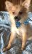 Pomeranian Puppies for sale in Fort Jennings, OH 45844, USA. price: $500