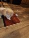 Pomeranian Puppies for sale in Sulphur Springs, TX 75482, USA. price: $850