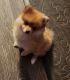 Pomeranian Puppies for sale in Sulphur Springs, TX 75482, USA. price: $1,200