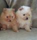 Pomeranian Puppies for sale in Curtisville, PA 15032, USA. price: $500