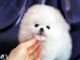 Pomeranian Puppies for sale in Metcalf, GA 31792, USA. price: $500
