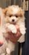 Pomeranian Puppies for sale in Fairview Heights, IL, USA. price: $675