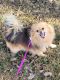 Pomeranian Puppies for sale in Greeneville, TN, USA. price: $350