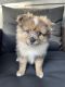 Pomeranian Puppies for sale in Teaneck, NJ, USA. price: $2,500
