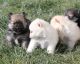 Pomeranian Puppies for sale in Layton, UT 84040, USA. price: $1,850