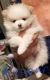 Pomeranian Puppies for sale in Fairview Heights, IL, USA. price: $600
