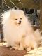 Pomeranian Puppies for sale in Dawsonville, GA 30534, USA. price: $600