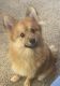 Pomeranian Puppies for sale in Corry, PA 16407, USA. price: $200