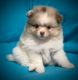 Pomeranian Puppies for sale in Morehead, KY 40351, USA. price: $2,500