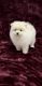 Pomeranian Puppies for sale in Tampa, FL, USA. price: $2,000