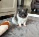 Pomeranian Puppies for sale in Stringer, MS 39481, USA. price: $1,200