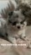 Pomeranian Puppies for sale in Los Angeles, CA, USA. price: $4,000