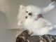 Pomeranian Puppies for sale in 11 Eber Ave, Elizabeth Hills NSW 2171, Australia. price: $1,750