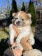 Pomeranian Puppies for sale in Jackson Township, NJ 08527, USA. price: $3,000