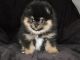 Pomeranian Puppies for sale in San Bernardino, CA, USA. price: $2,500