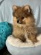 Pomeranian Puppies for sale in Albuquerque, NM, USA. price: $1,600